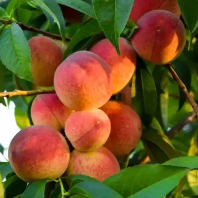 Персик ЗОЛОТОЙ ЮБИЛЕЙ в Жодино