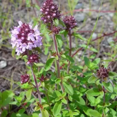 Тимьян яйцевидный в Жодино