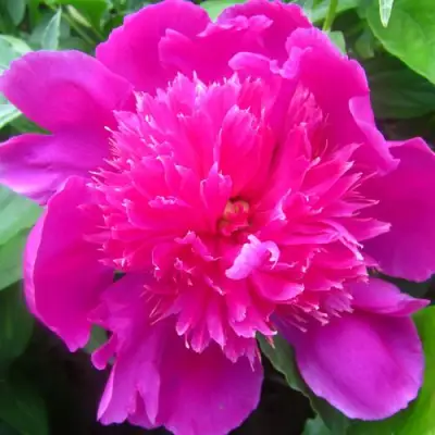 Пион РОЗОВЫЙ БУДДА травянистый в Жодино