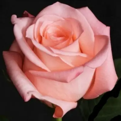 Роза АНГАЖЕМЕНТ чайно-гибридная в Жодино