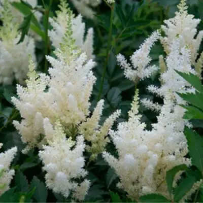 Астильба ХЭППИ ДЕЙ Арендса в Жодино