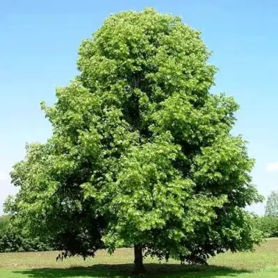 Липа мелколистная в Жодино