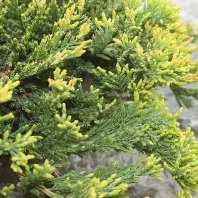 Можжевельник ГОЛДЕН КАРПЕТ горизонтальный  в Жодино