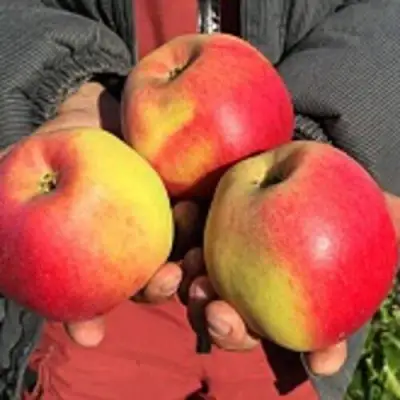 Яблоня СОКОЛОВСКОЕ стелющаяся в Жодино