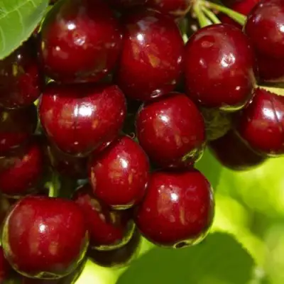 Черешня ВАЛЕРИЙ ЧКАЛОВ в Жодино