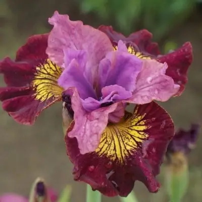 Ирис МИСС ЭППЛ сибирский в Жодино