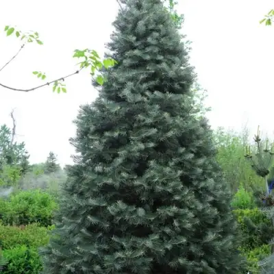 Пихта белая в Жодино