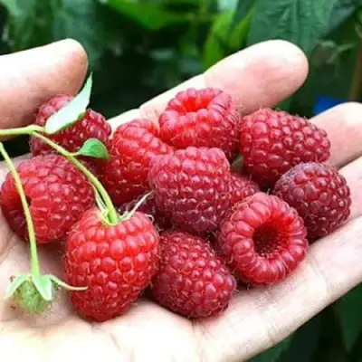 Малина ХИМБО-ТОП в Жодино