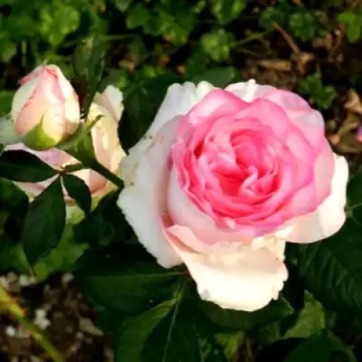 Роза ДОЛЬЧЕ ВИТА чайно-гибридная в Жодино