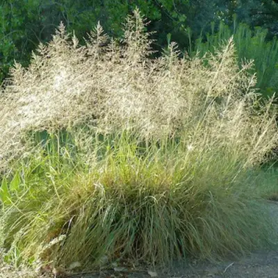 Каплесеменник воздушный в Жодино