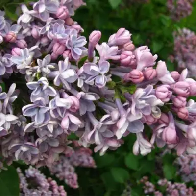 Сирень КОНДОРСЕ в Жодино