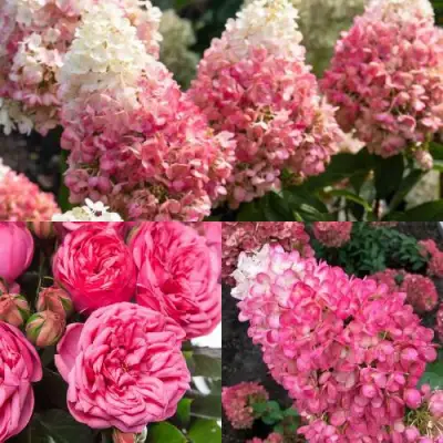 Комплект МАЛИНОВЫЙ ДЕСЕРТ в Жодино