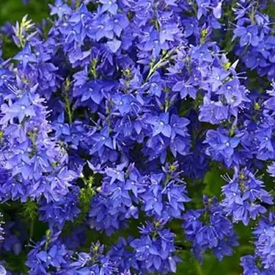 Вероника РОЯЛ БЛЮ большая в Жодино