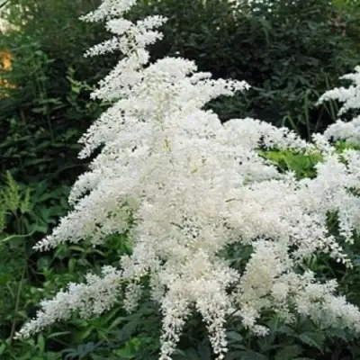 Астильба БРАУТШЛЕЙЕР Арендса в Жодино