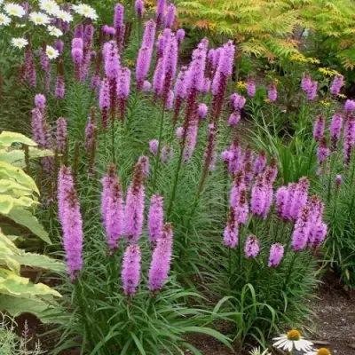 Лиатрис РОЗЕА колосковая в Жодино