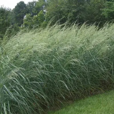 Просо ДЕВЕЙ БЛЮ в Жодино