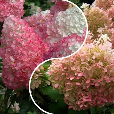 Комплект МАЛИНОВЫЙ ЗАКАТ в Жодино