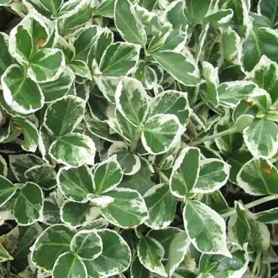 Бересклет ЭМЕРАЛЬД ГАИТИ форчуна  в Жодино