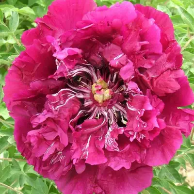 Пион ПУРПУРНЫЙ ОКЕАН древовидный в Жодино