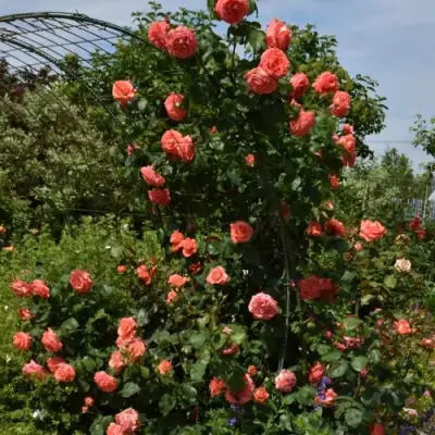 Роза ДИ ДИ БРИДЖУОТЕР плетистая в Жодино