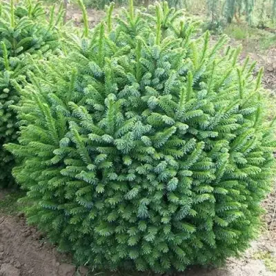 Ель НАНА сербская в Жодино