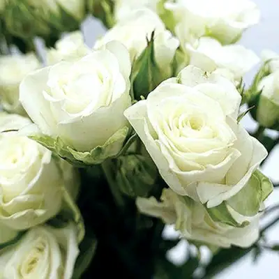 Роза СНОУФЛЕЙК спрей в Жодино