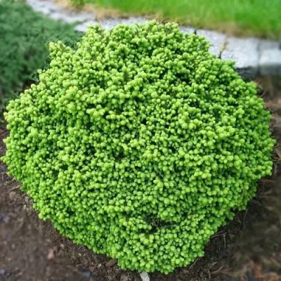 Ель ЛИТЛ ДЖЕМ обыкновенная в Жодино