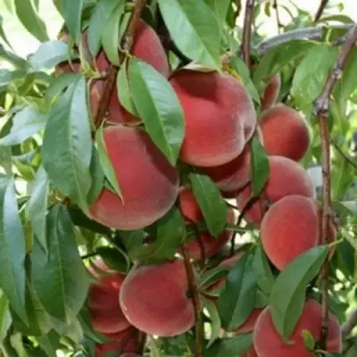 Персик ЮБИЛЕЙ СТОЛИЦЫ колонновидный в Жодино