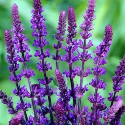 Шалфей КАРАДОНА в Жодино