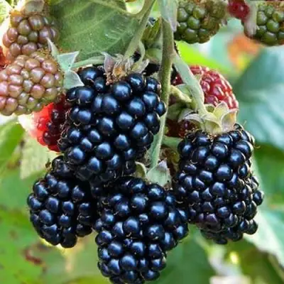 Ежевика ОУАЧИТА бесшипная  в Жодино