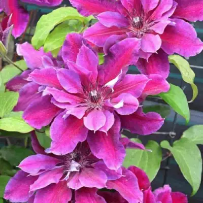 Клематис МАЙ БЬЮТИ в Жодино