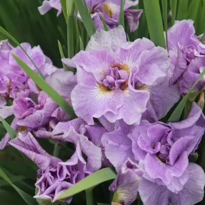 Ирис ХЭВИНГ ФАН сибирский в Жодино