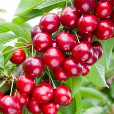 Вишня МАЛЮТКА колонновидная в Жодино