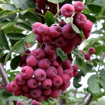 Рябина ТИТАН сладкоплодная  в Жодино