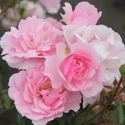 Роза БОНИКА флорибунда в Жодино