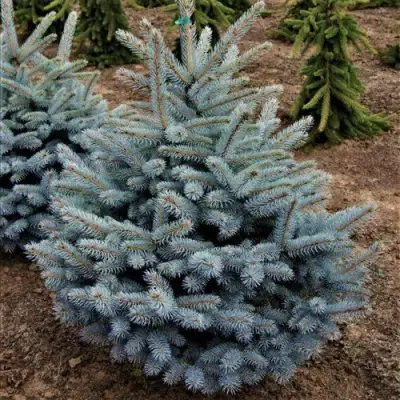 Ель МИСТИ БЛЮ голубая в Жодино