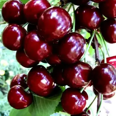 Черешня ОЛЕНЬКА в Жодино