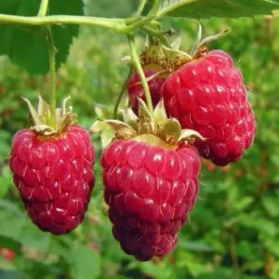 Малина ГОРДОСТЬ РОССИИ в Жодино