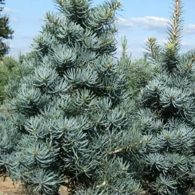 Пихта КОНКОЛОР в Жодино