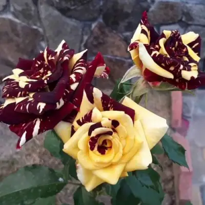 Роза АБРАКАДАБРА чайно-гибридная в Жодино