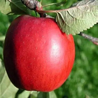 Яблоня РЕДФРИ в Жодино