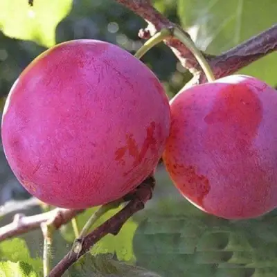 Слива ДЕЛИКАТНАЯ в Жодино