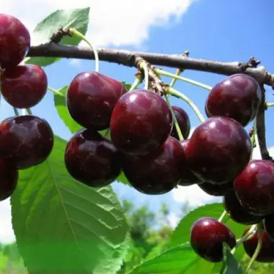 Дюк ЧУДО-ВИШНЯ в Жодино