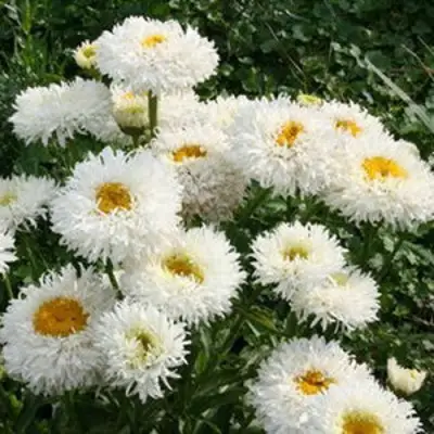 Нивяник КРЕЙЗИ ДЕЙЗИ наибольший в Жодино