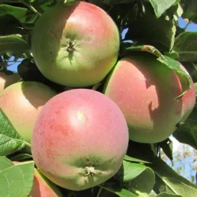 Яблоня МОСКОВСКОЕ ЗИМНЕЕ в Жодино