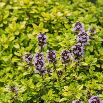 саженцы тимьяна