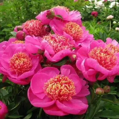 Пион ДОРИН травянистый в Жодино