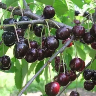 Черешня ЛЮБИМИЦА АСТАХОВА в Жодино