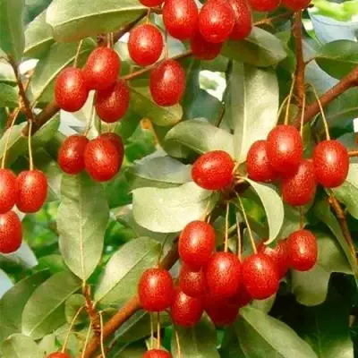 ГУМИ (ЛОХ МНОГОЦВЕТКОВЫЙ) в Жодино