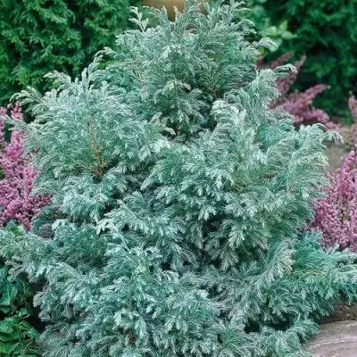 Кипарисовик БУЛЕВАРД горохоплодный в Жодино